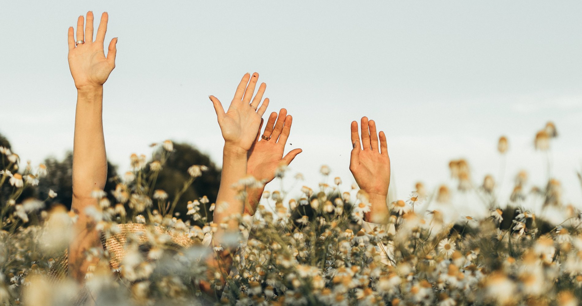 Collection Universelle