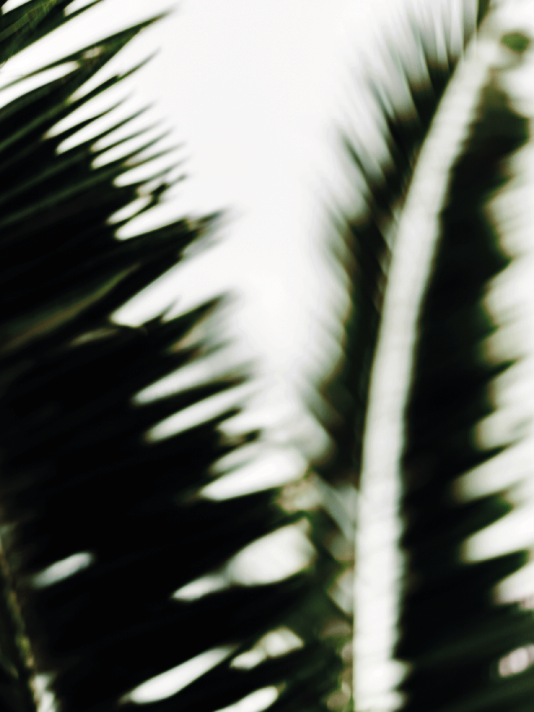 NOMADE - eau de parfum universelle